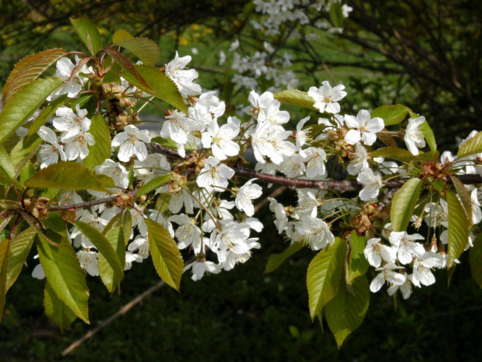 Prunus avium, Vogelkirsche, Wildkirsche