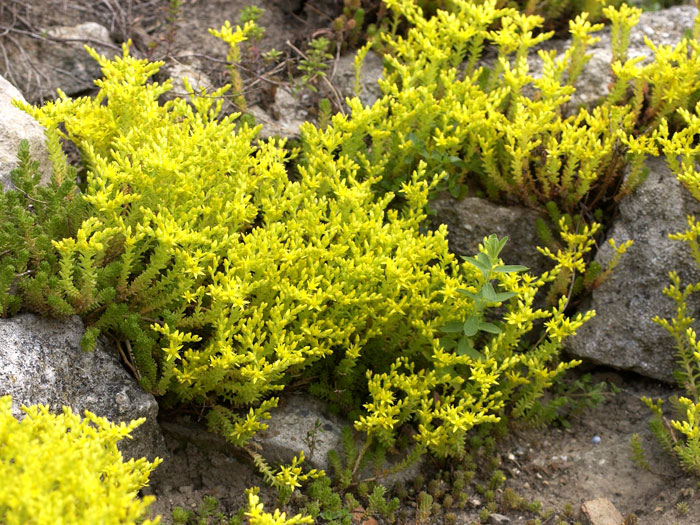 Sedum acre, Scharfer Mauerpfeffer