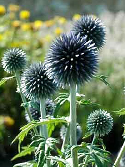 Echinops bannaticus 'Blue Glow', Kugeldistel, Balkan-Kugeldistel