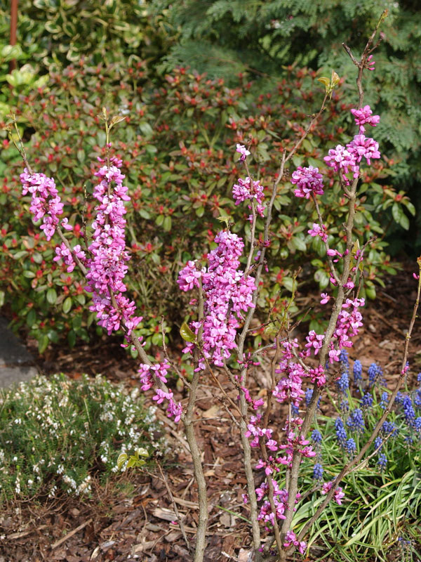 Cercis chinensis Avondale, Chinesischer Judasbaum