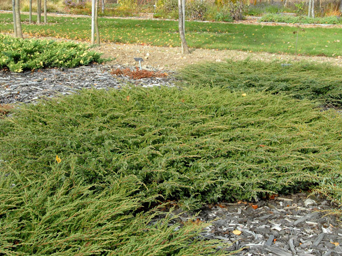 Grüner Wacholder Repanda 