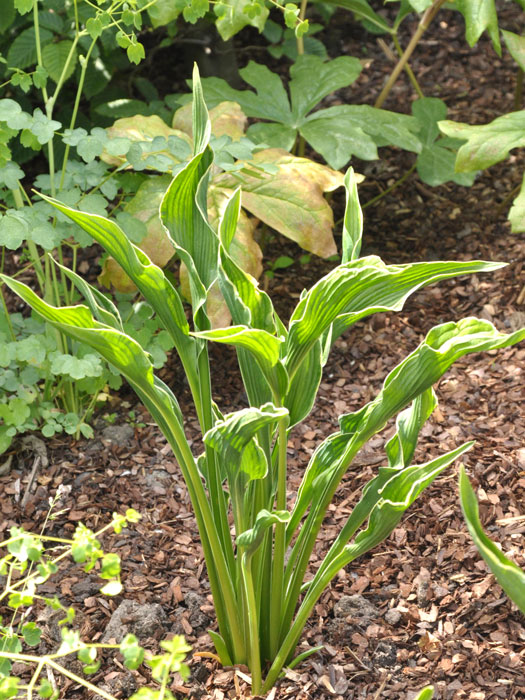 Hosta x fortunei 'Praying Hands', Garten-Funkie, schmalblättrige Funkie, Herzblatt-Lilie