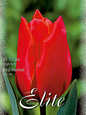 Einfache frühe Tulpe 'Red Revival' (Art.Nr. 595120)