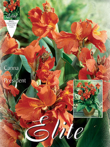 Canna 'Pink President', Canna indica (Art.Nr. 520965)