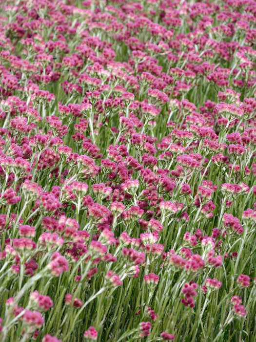 Antennaria dioica 'Rubra' (M), rotes Katzenpfötchen