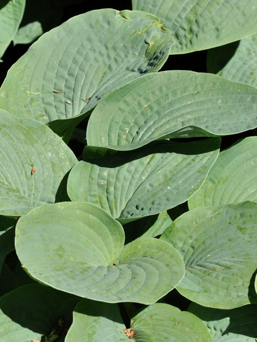 Hosta sieboldiana 'Big Daddy', Blaublatt-Funkie, Herzblatt-Lilie