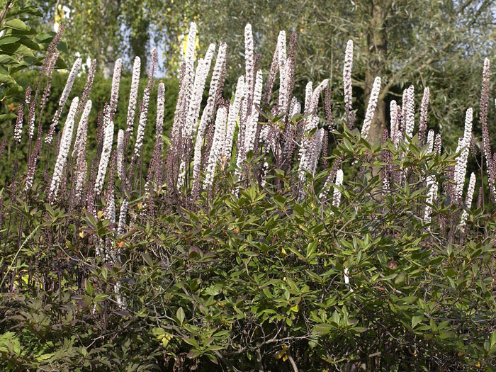 Actaea simplex 'Atropurpurea', September-Silberkerze, Trauben-Silberkerze