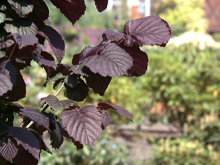 Corylus 'Rote Zellernuss', Haselnuss