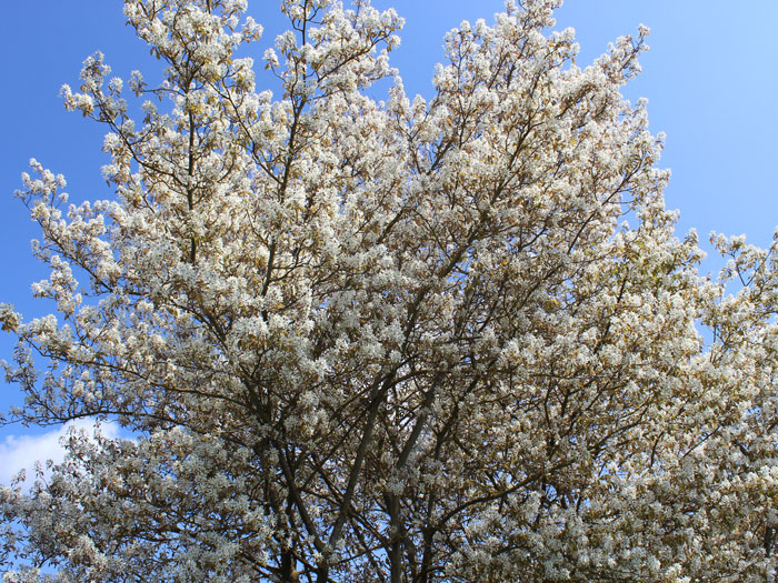 Krone der Kupfer-Felsenbirne währende der Blüte 