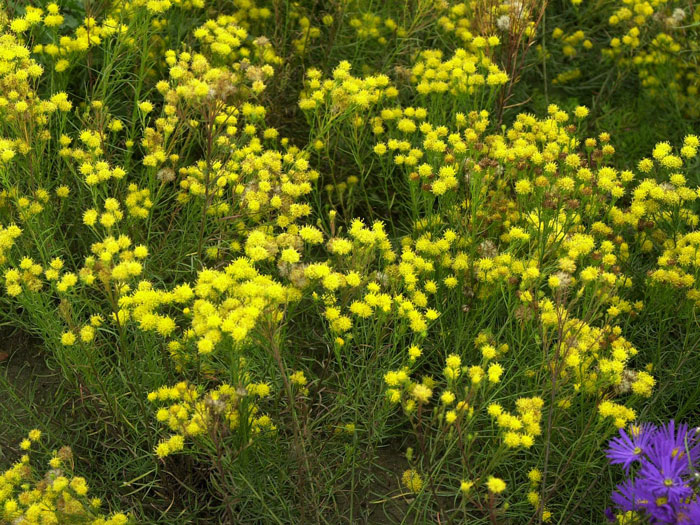 Aster linosyris, Goldhaar-Aster, europäische Wildaster