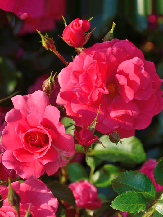 Blüte der Rose Bad Brinbach