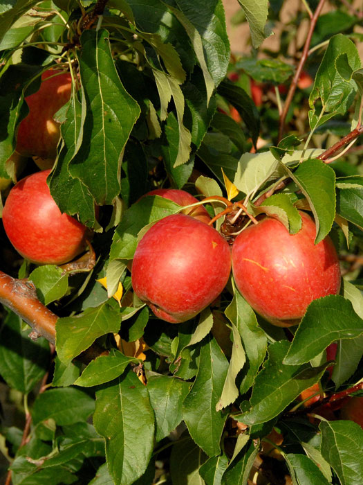 Apfel Rewena