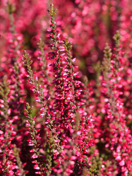 Blüte der Knospenheide 'Athene'