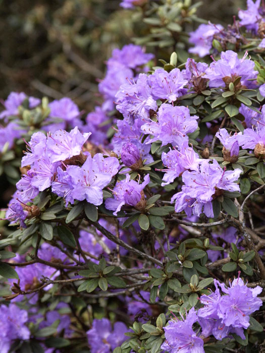 Rhododendron impeditum 'Ramapo'