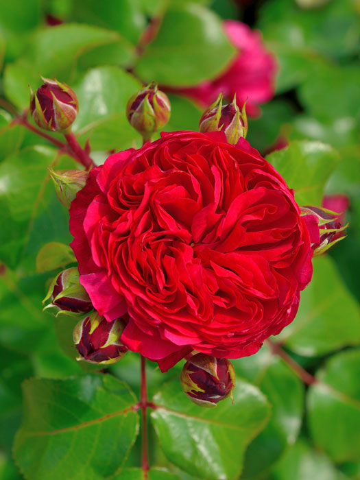 Rosen-Stämmchen Red Leonardo da Vinci ® - Meilland