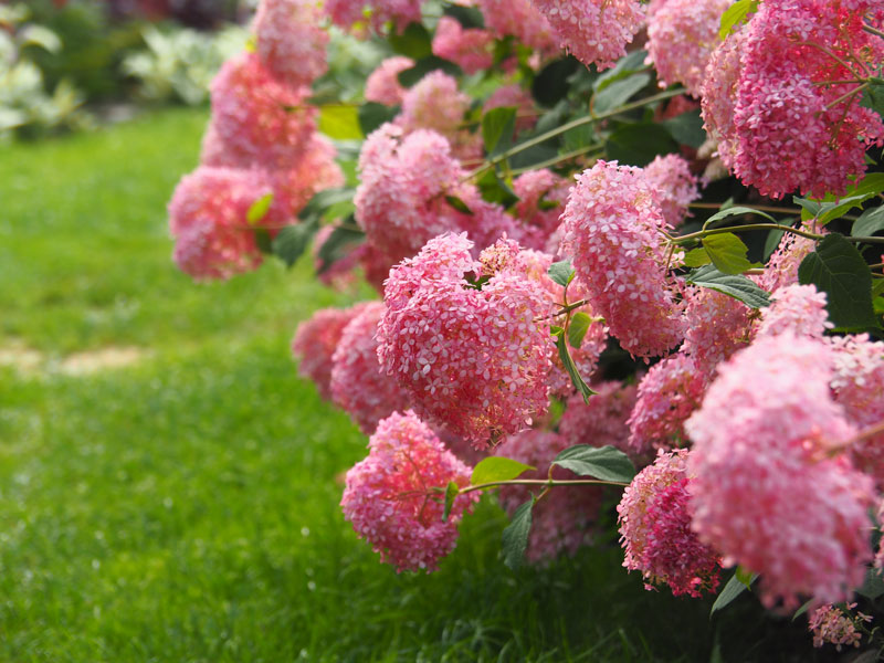 Hydrangea arborescens 'Pink Annabelle', Ball-Hortensie