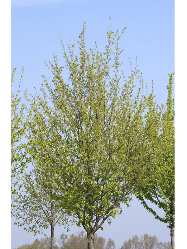 Acer campestre 'Elsrijk', Kegel-Feldahorn - Hochstamm