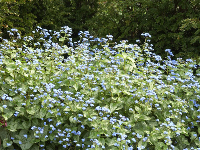 Brunnera macrophylla 'Jack Frost'®, silbriges Kaukasus-Vergissmeinnicht