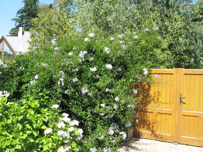 Solanum jasminoides, Sommerjasmin