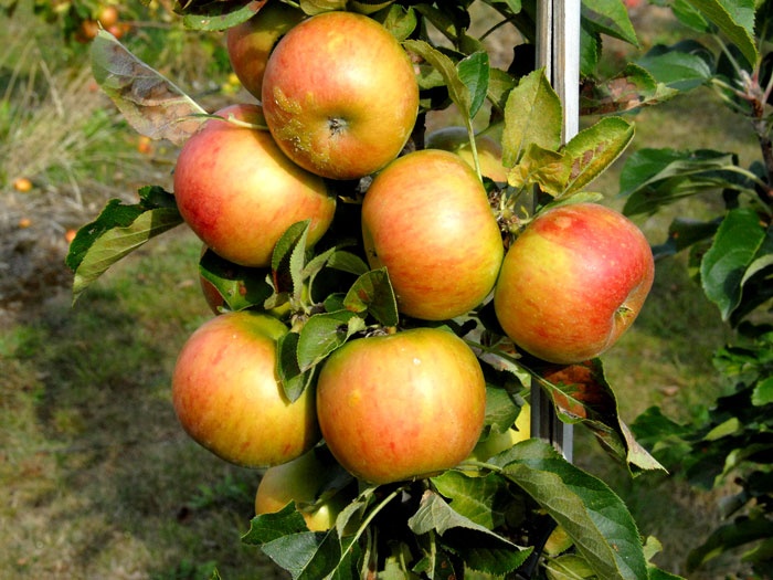 Säulenapfel 'Rondo' ®, Malus domestica 'Rondo'