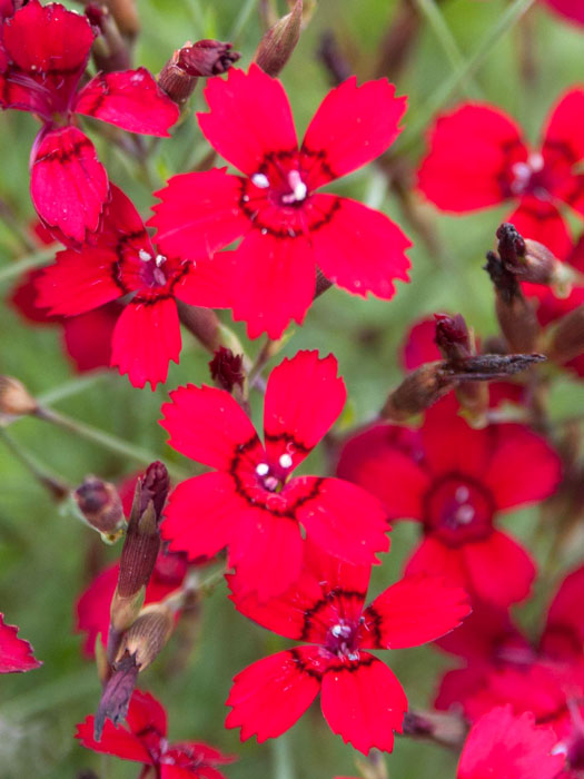 Dianthus deltoides 'Leuchtfunk', rote Heidenelke, Steinnelke