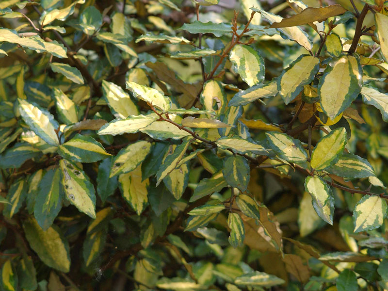 Elaeagnus pungens 'Maculata', Buntlaubige Ölweide