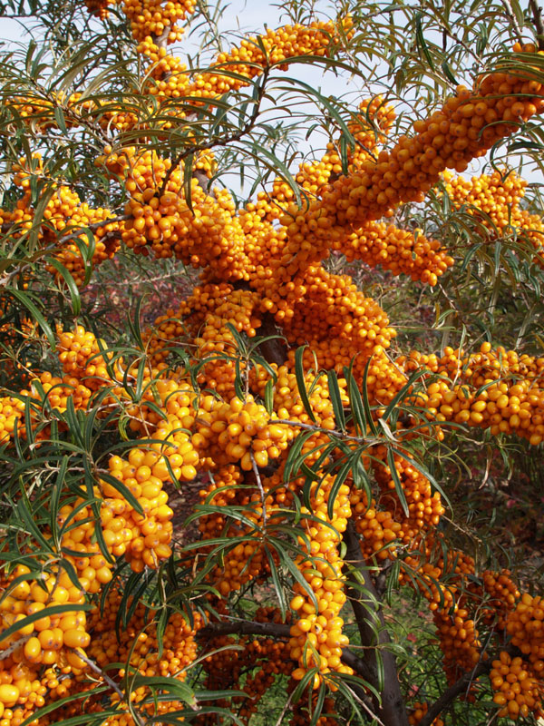 Beeren des Sanddorn 'Orange Energy'