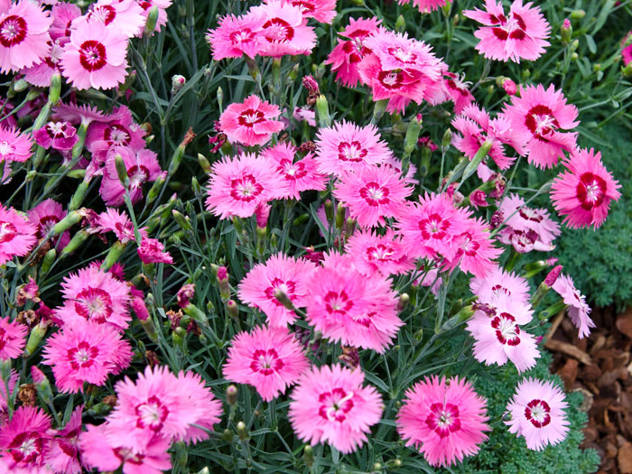 Dianthus gratianopolitanus syn. caesius 'Stäfa', Pfingstnelke, Grenobler Nelke, Felsennelke