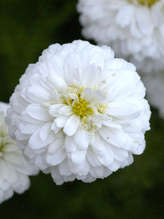 Gefüllte, weiße Blüte der römischen Scheinkamille 'Plena'