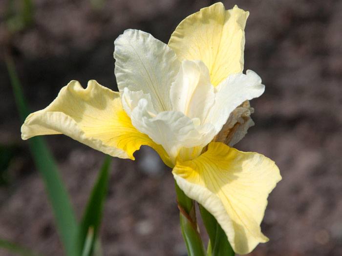 Iris sibirica 'Butter and Sugar', Wiesen-Schwertlilie, Wiesen-Iris