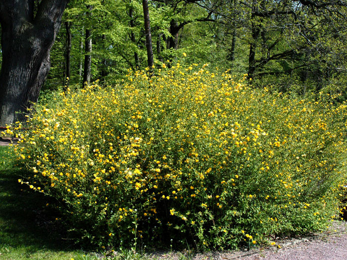 Ranunkelstrauch Pleniflora