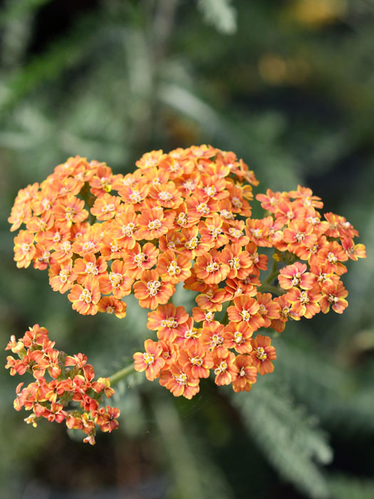 Achillea millefolium 'Terracotta' (M), Schafgarbe