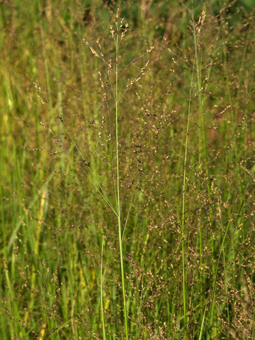 Panicum virgatum 'Heavy Metal' (M), Blaulaubige Ruten-Hirse, Zier-Hirse