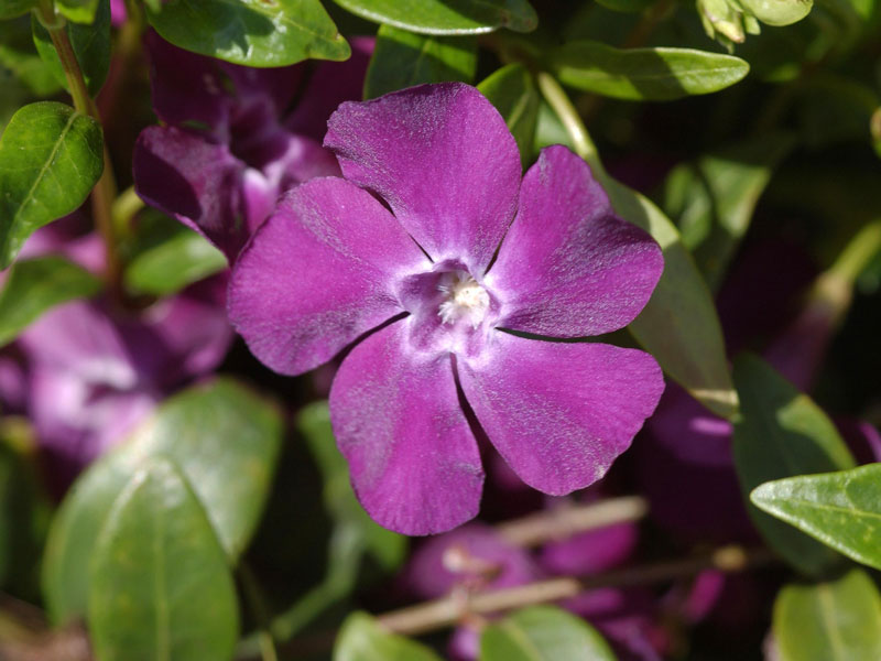 Vinca minor 'Atropurpurea', Rotes Immergrün