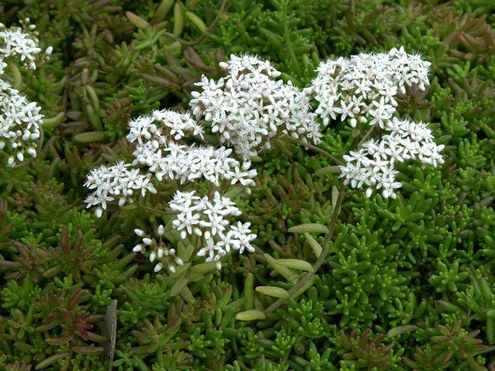 Sedum album 'Coral Carpet', Rotmoos-Mauerpfeffer, Fetthenne, Steinbrech, Fettblatt