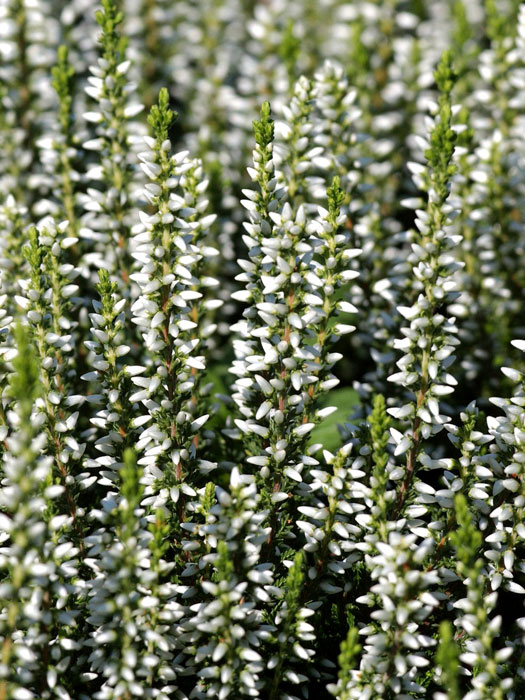 Weiße Blüte der Knospenheide 'Alicia'