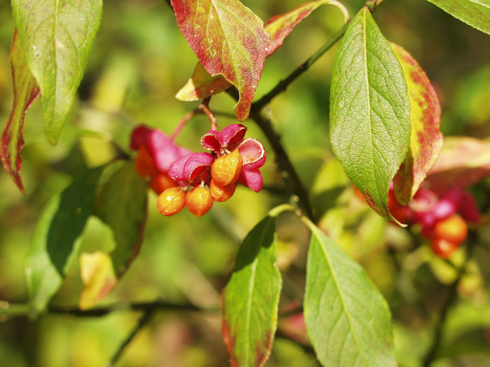 Euonymus europaeus, Pfaffenhütchen