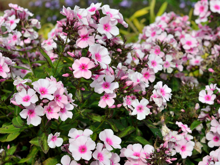 Phlox paniculata 'Bright Eyes' (M), Flammenblume, Sommerphlox