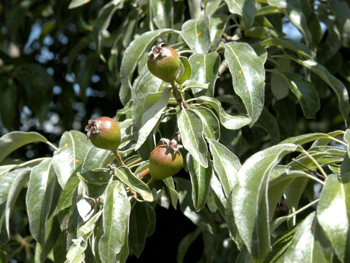 Pyrus communis, Wildbirne