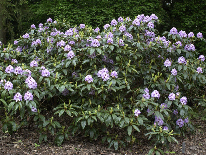 Rhododendron 'Blue Peter'