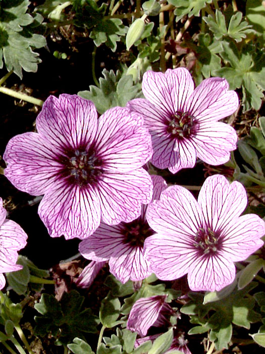 Geranium cinereum 'Ballerina', Grauer Storchschnabel