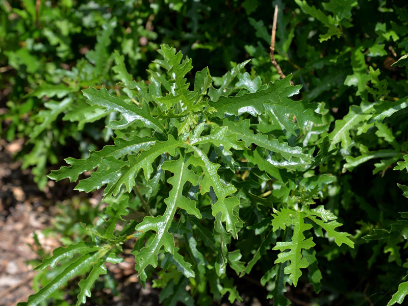 Ficus afghanistanica, Gebirgsfeige