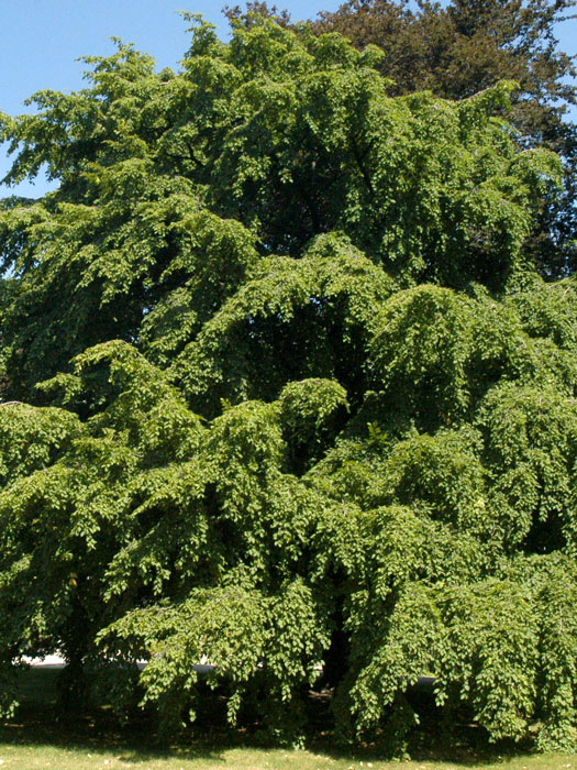 Hainbuchen Baum