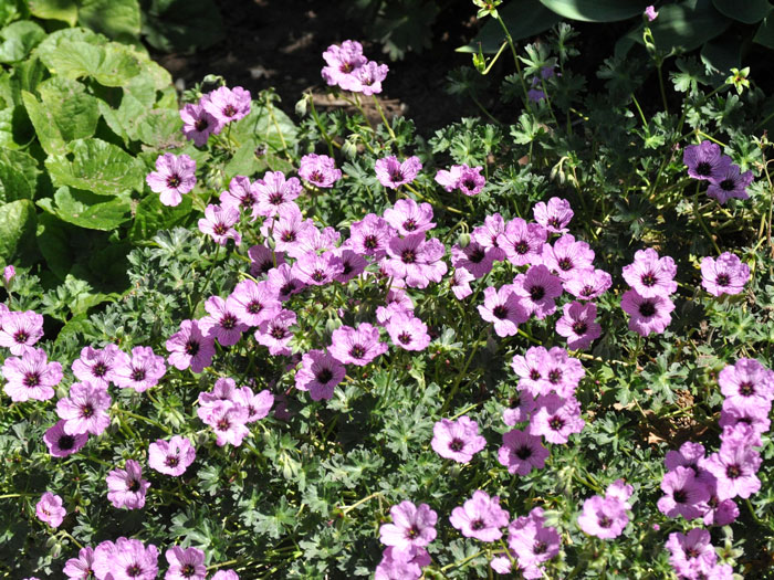 Geranium cinereum 'Ballerina', Grauer Storchschnabel