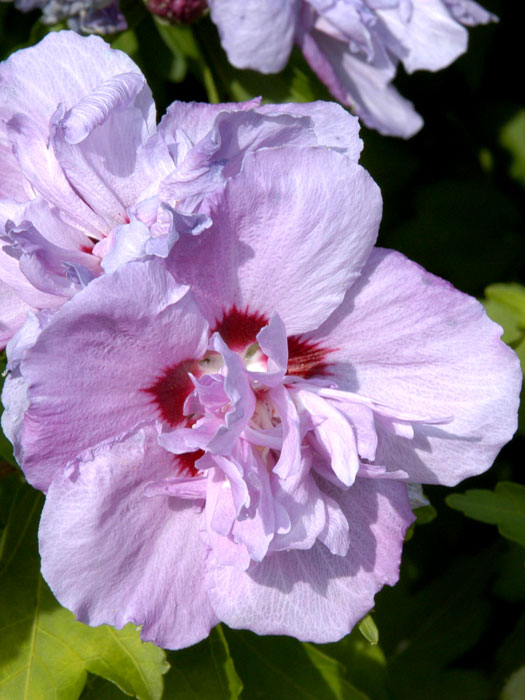 Garteneibisch Ardens