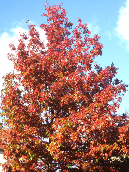 Quercus rubra, Amerikanische Rot-Eiche