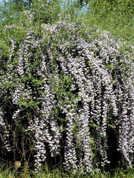 Hänge-Sommerflieder während seiner Blüte