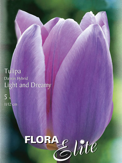 Darwin-Hybrid-Tulpe 'Light an Dreamy' (Art.Nr. 595309)