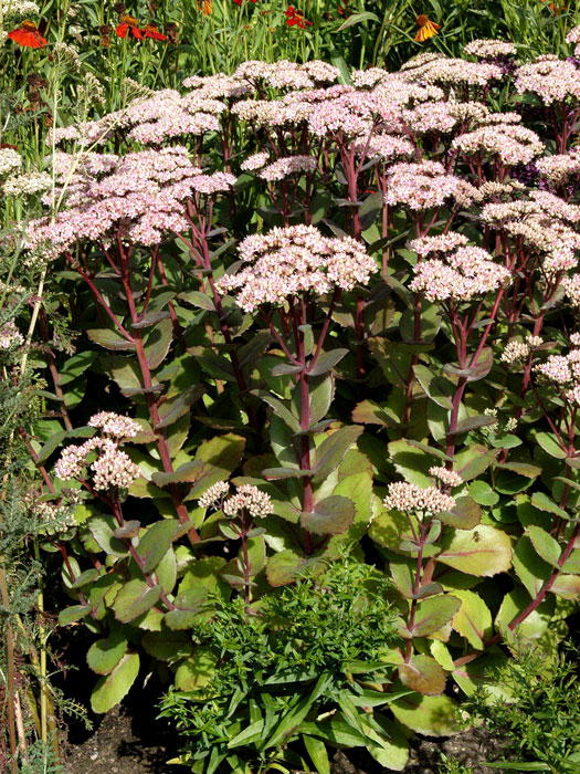 Sedum telephium 'Matrona', Hohe Garten-Fetthenne