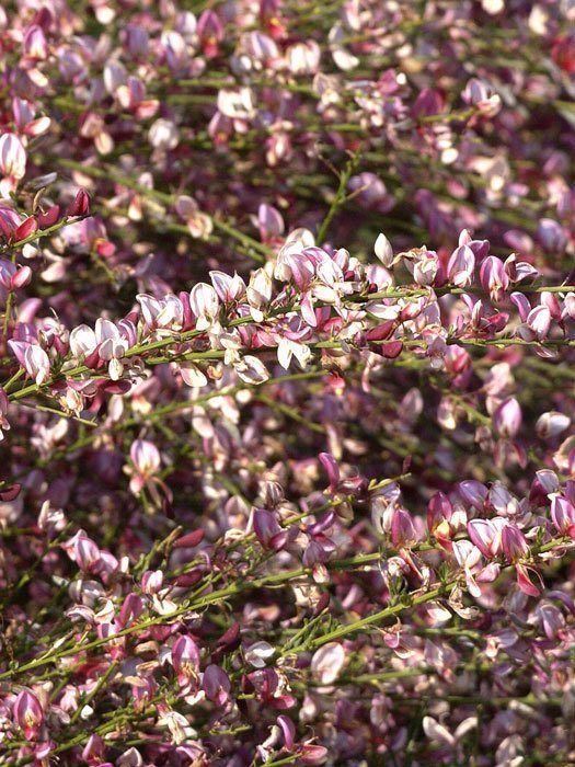 Rosarote Blüte des roten Elfenbein-Ginsters